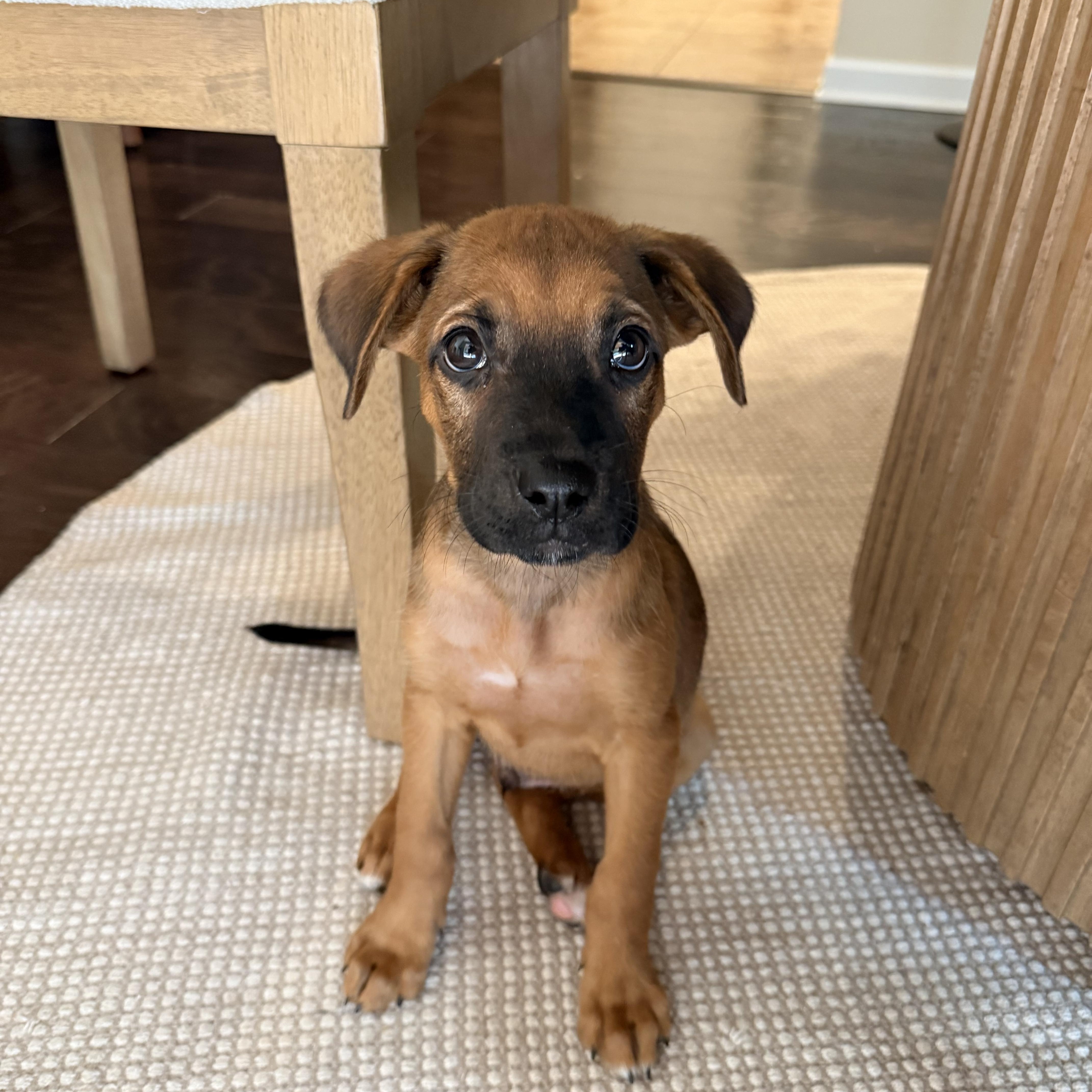 A baby medium-sized male Shepherd dog named Rusty for adoption in Charlotte, NC