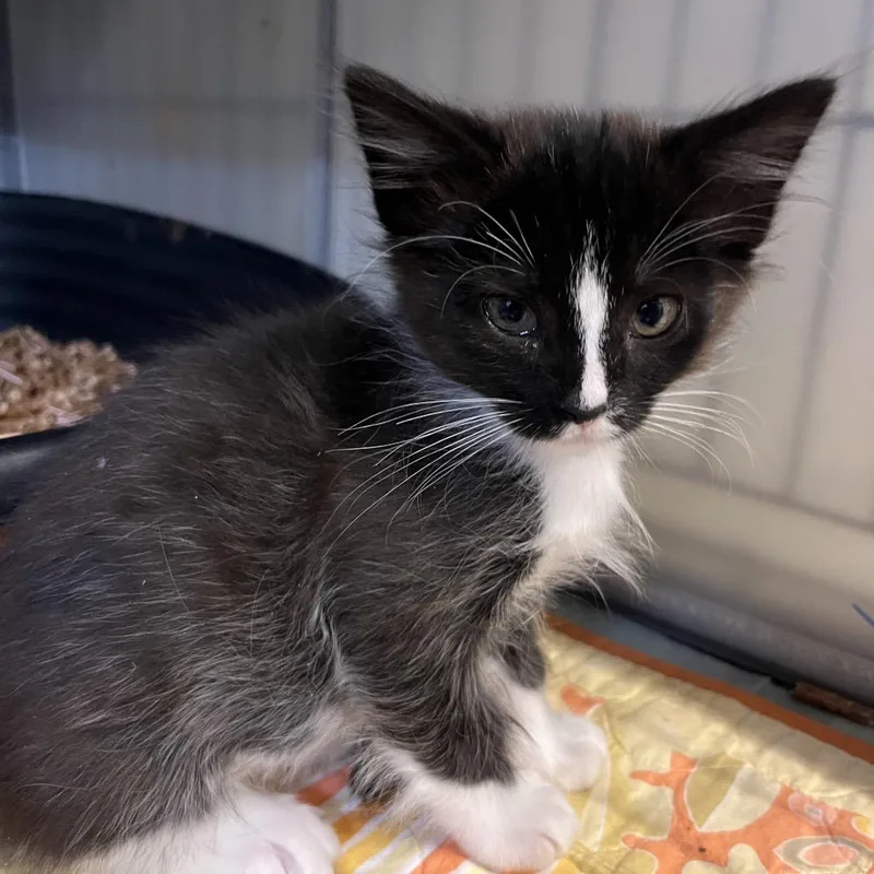 A baby small-sized male Domestic Medium Hair cat named Tuxie for adoption in Baker City, OR