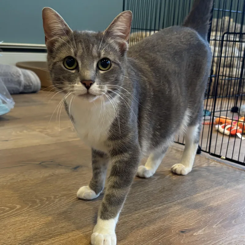 A young medium-sized female Gray / Blue / Silver Domestic Short Hair cat named Emmie for adoption in Moriches, NY