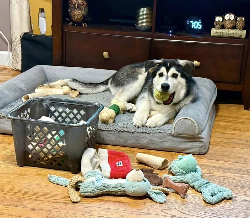 A young medium-sized male Husky dog named Zig And Zag for adoption in Yorktown, VA