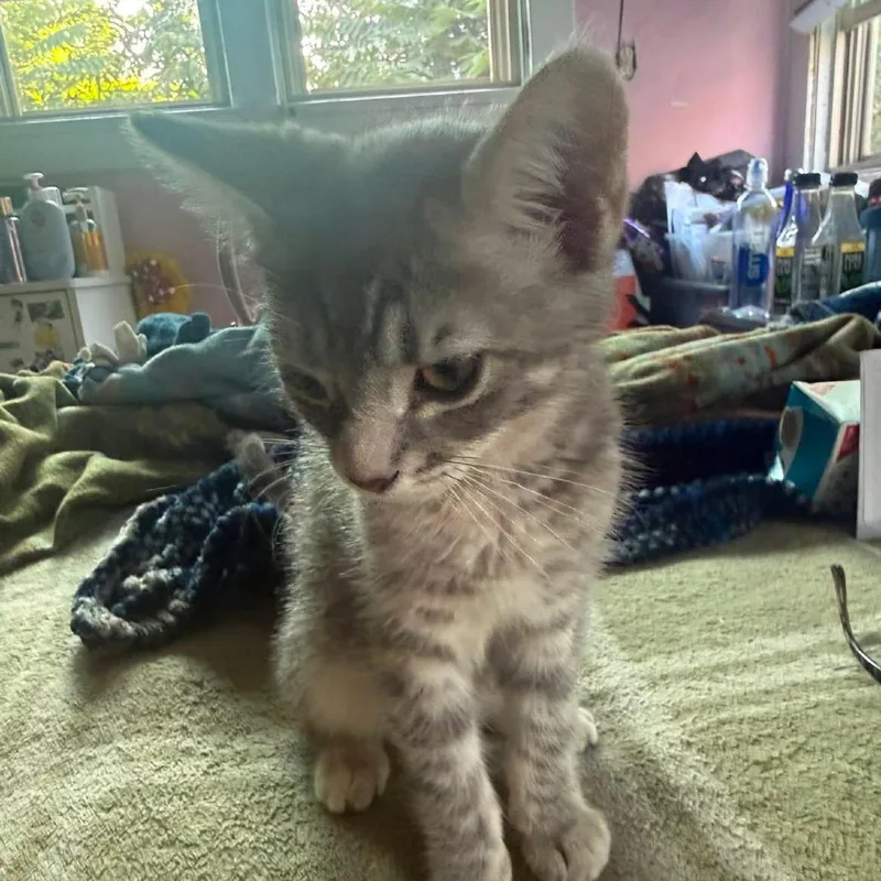 A baby small-sized female Gray / Blue / Silver Domestic Short Hair cat named Canary Marie for adoption in Los Angeles, CA
