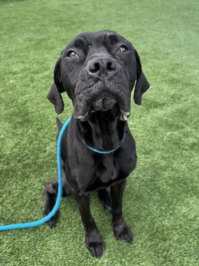 A young large-sized female Cane Corso dog named Skye for adoption in Los Angeles, CA