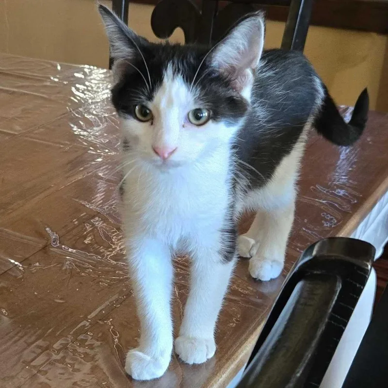 A baby medium-sized male Black Domestic Short Hair cat named Cypress for adoption in Wilsonville, OR