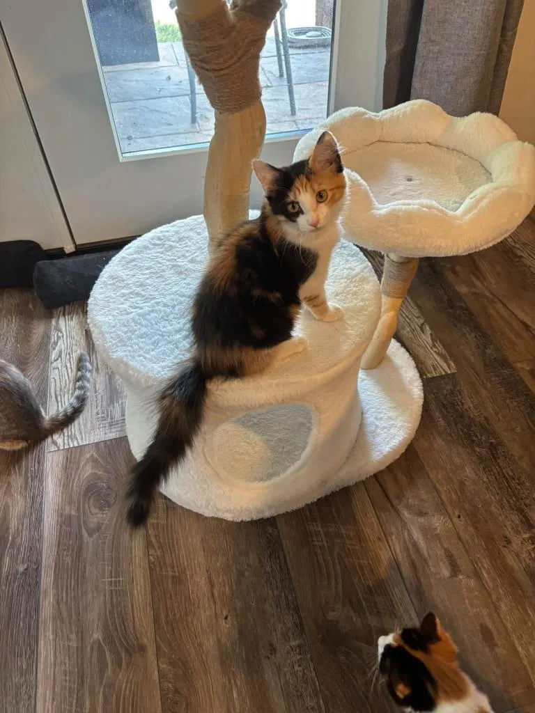 A baby small-sized female Domestic Medium Hair cat named Daffodil for adoption in Ballwin, MO