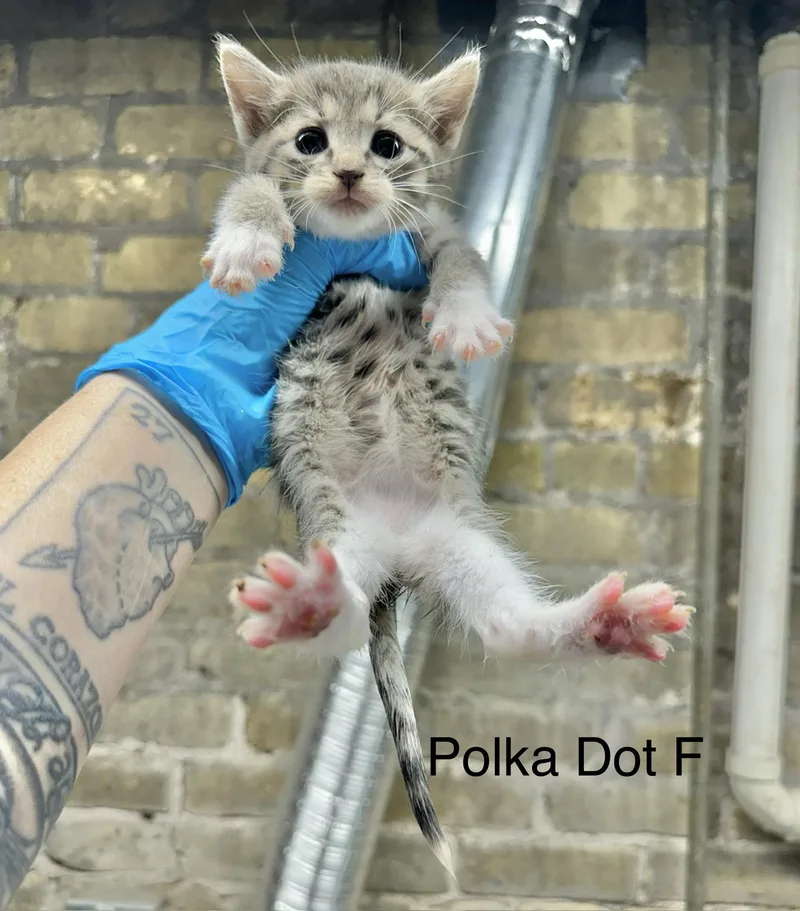 A baby small-sized female Tabby (Gray / Blue / Silver) Domestic Short Hair cat named Polka Dot for adoption in Milwaukee, WI