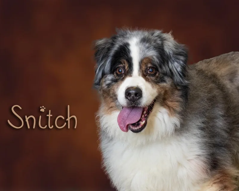 Snitch