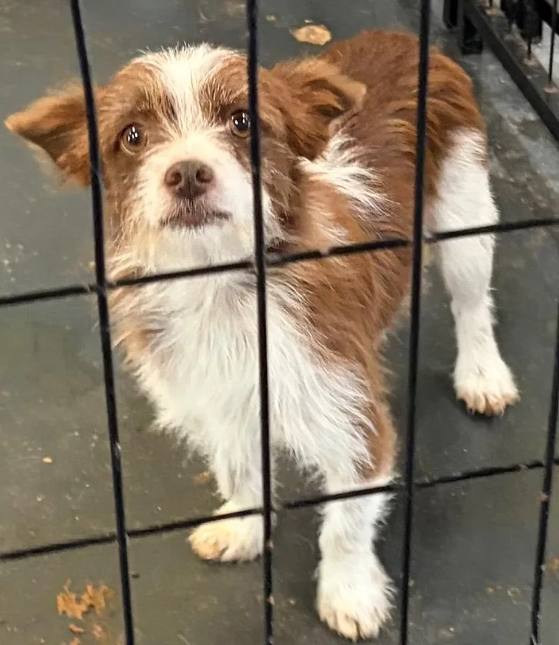 An adult small-sized male Jack Russell Terrier dog named Rigatoni for adoption in St. Augustine, FL