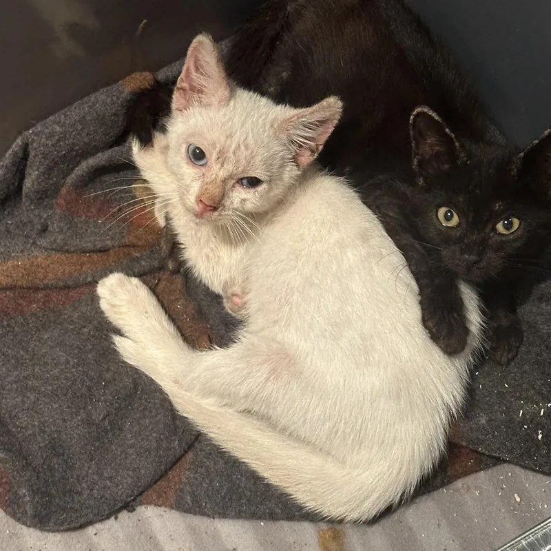 A baby small-sized male Domestic Short Hair cat named Archduke Leopold Wilhelm for adoption in Long Beach, CA