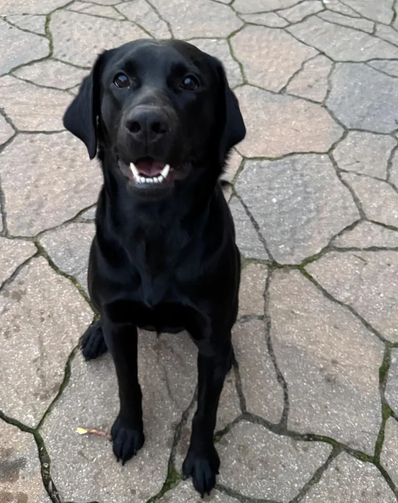 Rex