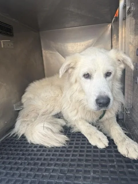 An adult medium-sized male White / Cream Great Pyrenees dog named Everest for adoption in Windcrest, TX