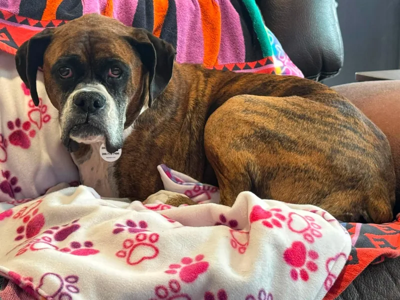 A senior medium-sized female Brindle Boxer dog named Abby for adoption in Stanwood, WA