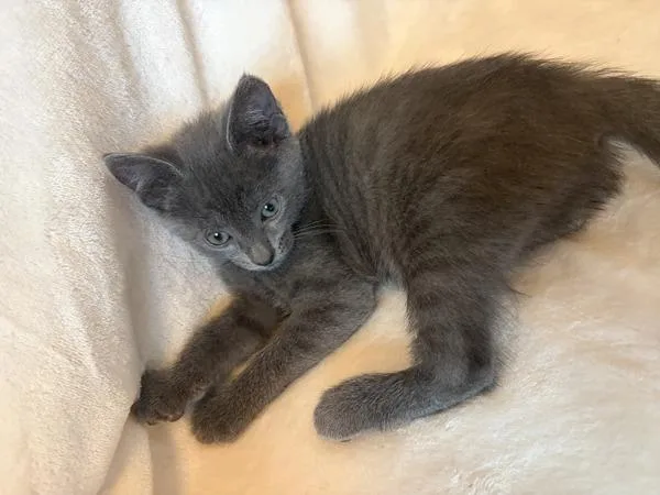 A baby small-sized female Domestic Short Hair cat named Ac Unit K Air for adoption in Sherwood, OR