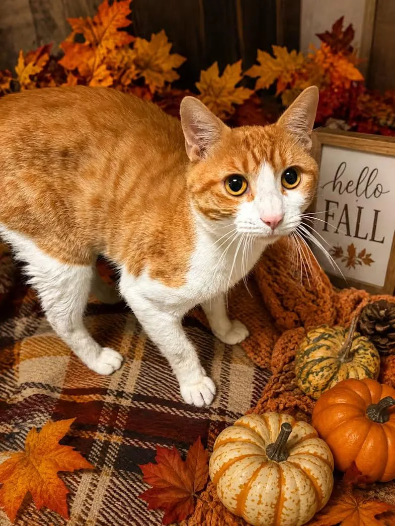 An adult medium-sized male Orange & White Domestic Short Hair cat named Franklin for adoption in Greensboro, NC