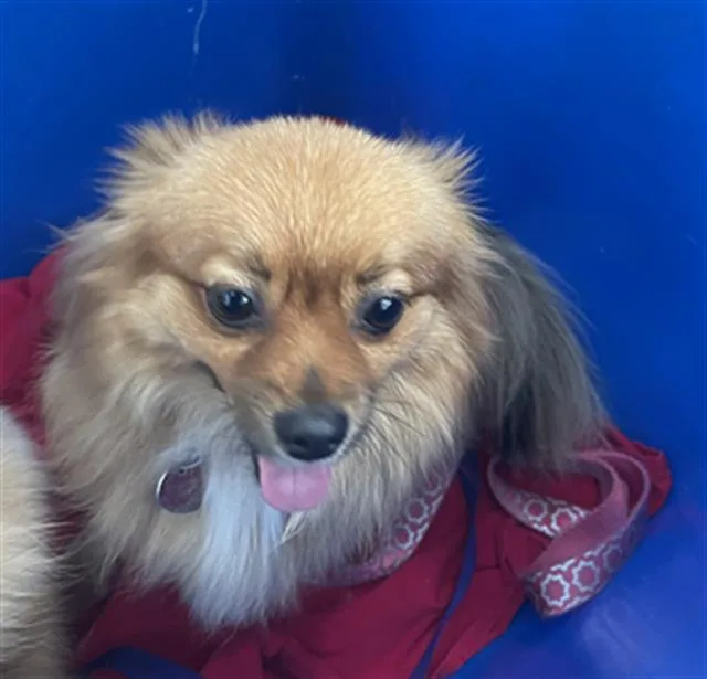 An adult small-sized female Mixed Breed dog named Shakira for adoption in Dallas, TX