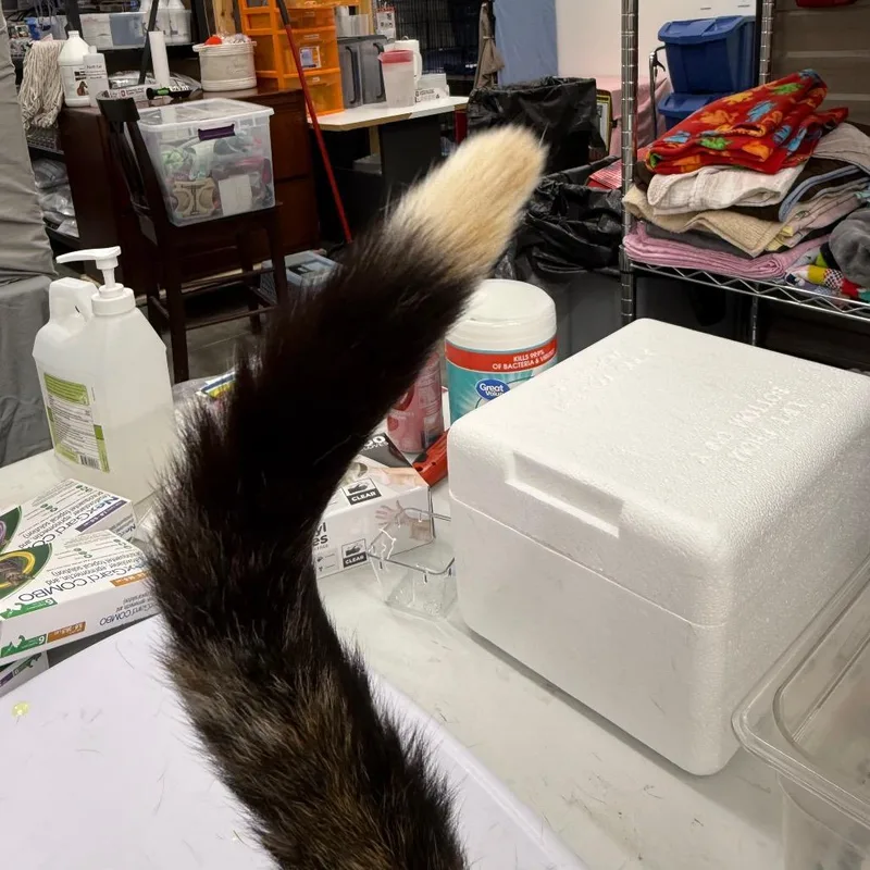 A young medium-sized female Domestic Short Hair cat named Blossom for adoption in Bismarck, ND