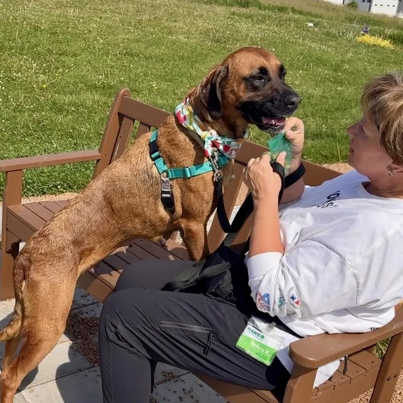 An adult medium-sized female Golden Mixed Breed dog named Harmony for adoption in Waukesha, WI