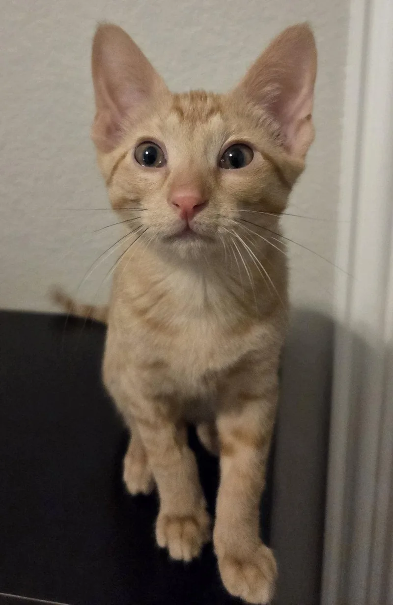 A baby medium-sized male Orange / Red Domestic Short Hair cat named Sheldon for adoption in Frisco, TX