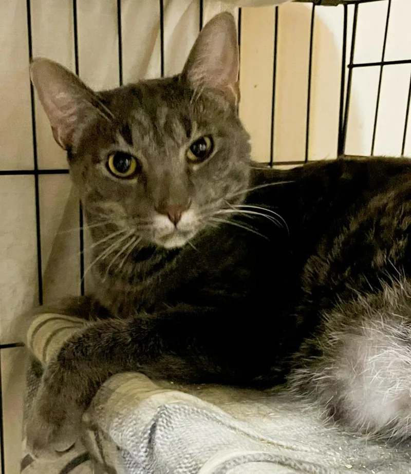 An adult large-sized male Domestic Short Hair cat named Empire State for adoption in Loveland, OH