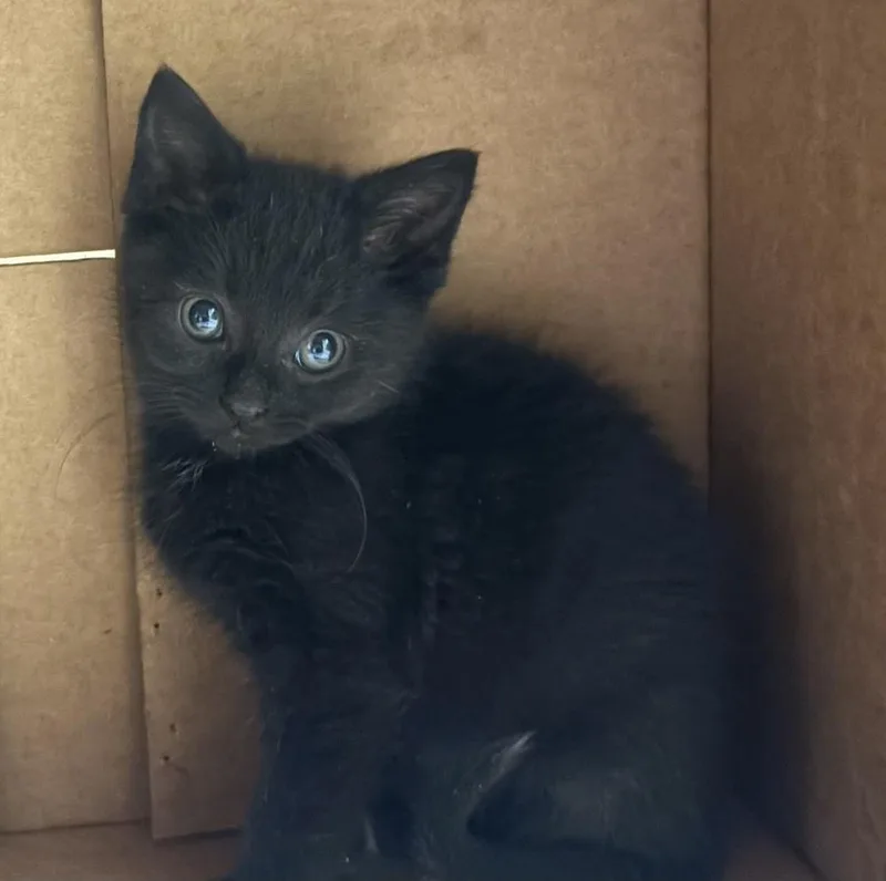 A baby small-sized female Black Domestic Short Hair cat named Opal for adoption in Palatine, IL