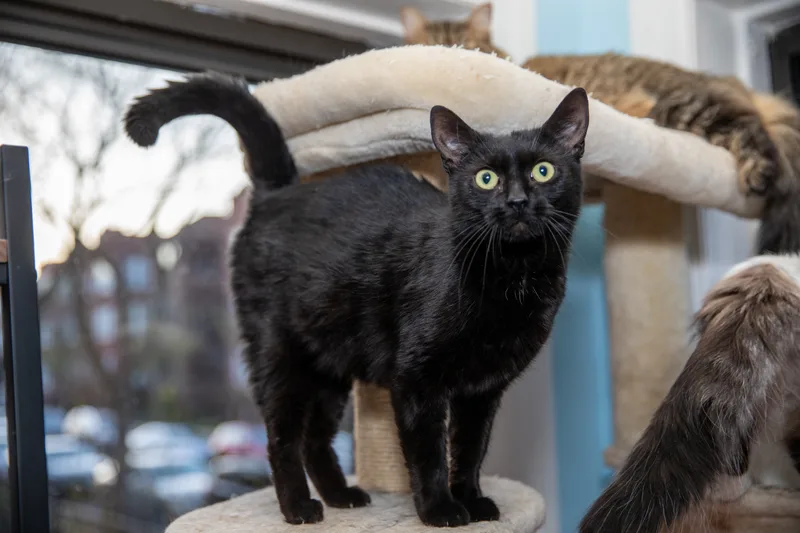 An adult medium-sized female Black Bombay cat named Luna for adoption in Chicago, IL