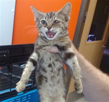 A baby small-sized female Domestic Short Hair cat named A for adoption in Louisville, KY