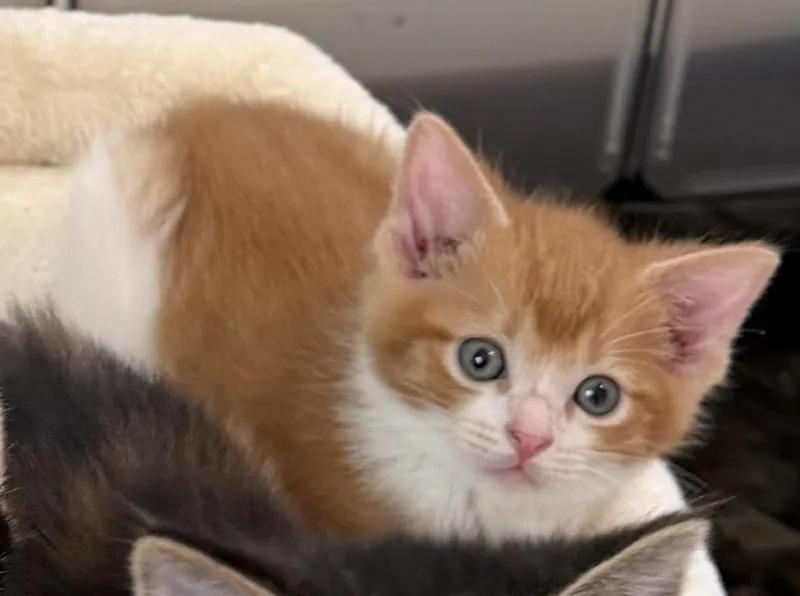 A baby large-sized male Orange & White Domestic Short Hair cat named Panko for adoption in Homewood, IL
