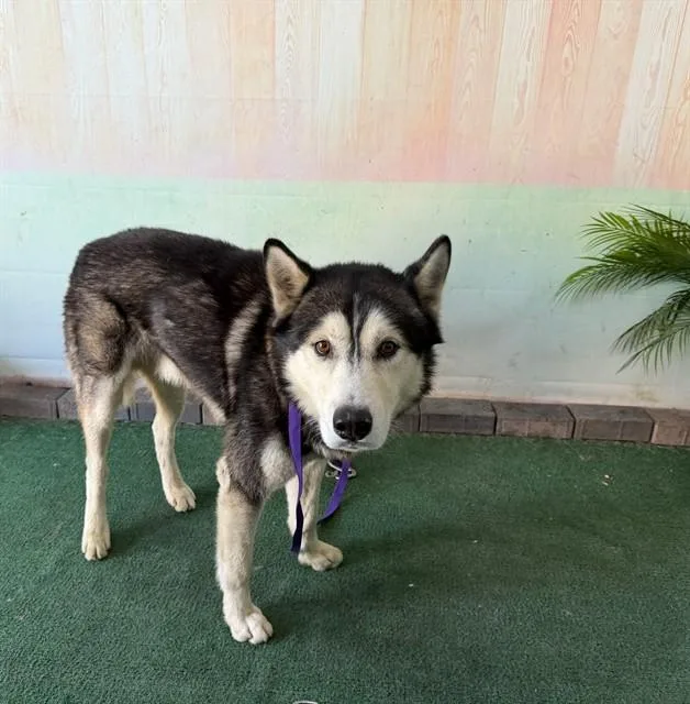 An adult large-sized male Siberian Husky dog named Turner for adoption in Baldwin Park, CA