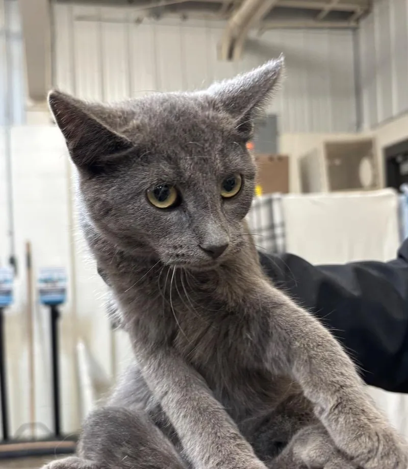 A baby medium-sized male Domestic Short Hair cat named Flint for adoption in Gillette, WY
