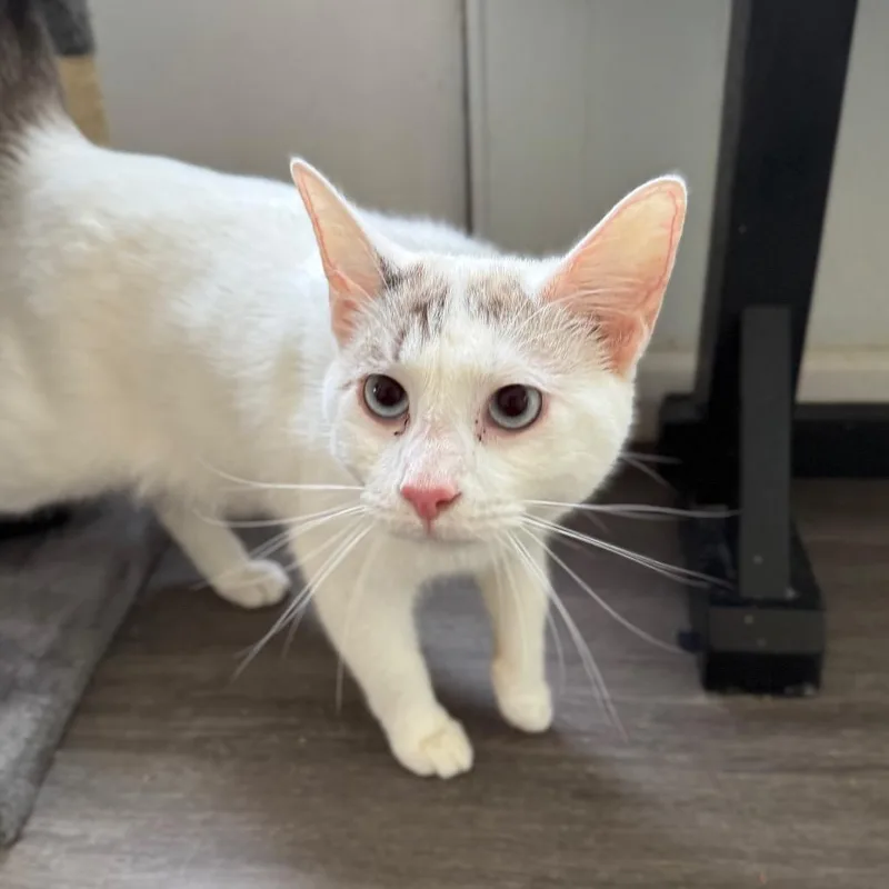 Stringfello Hawke thumbnail 2