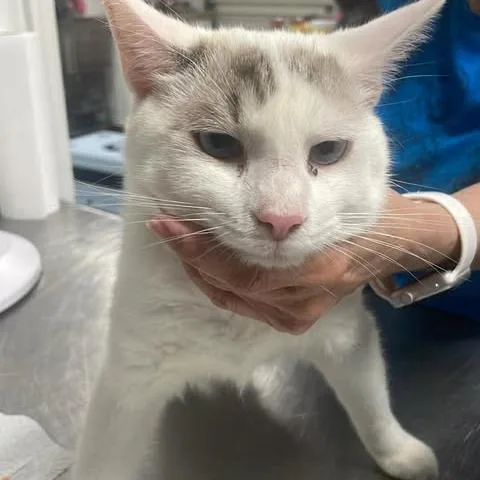 Stringfello Hawke thumbnail 3