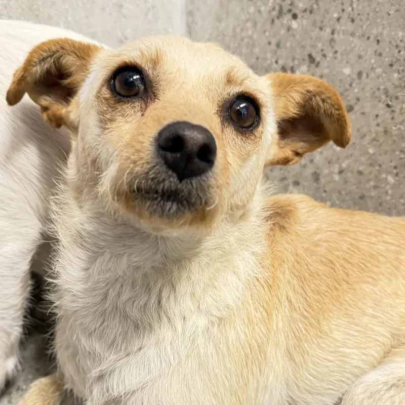 An adult small-sized female Terrier dog named Kelly Bundy for adoption in Los Angeles, CA