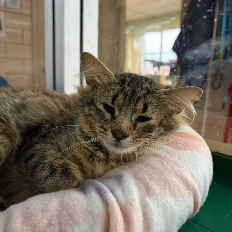 An adult medium-sized female Brown / Chocolate Domestic Medium Hair cat named Farrah for adoption in Novelty, OH