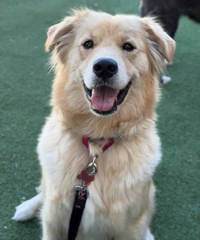 An adult medium-sized female Red / Chestnut / Orange Golden Retriever dog named Kuma for adoption in Fruit Heights, UT
