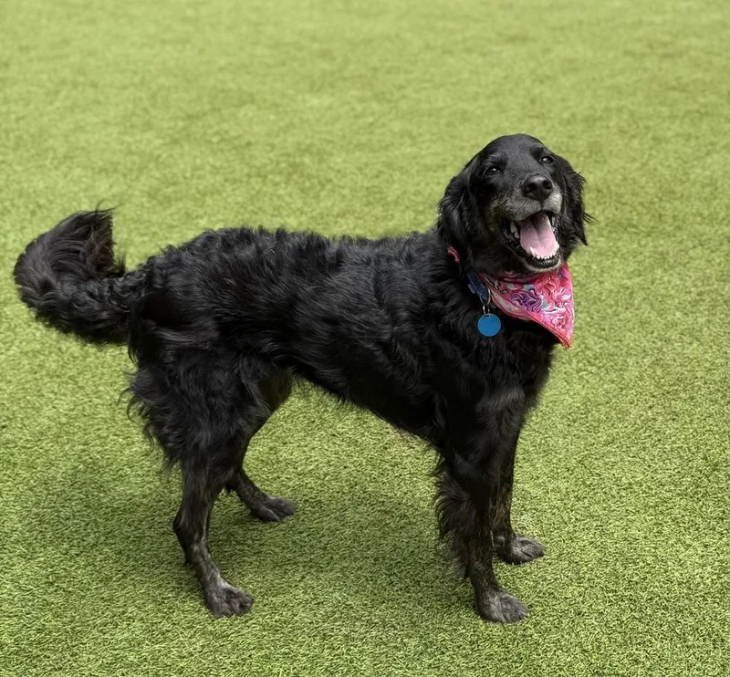 An adult large-sized female Mixed Breed dog named Kae for adoption in Dunwoody, GA