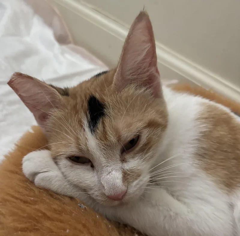 Marigold thumbnail 2