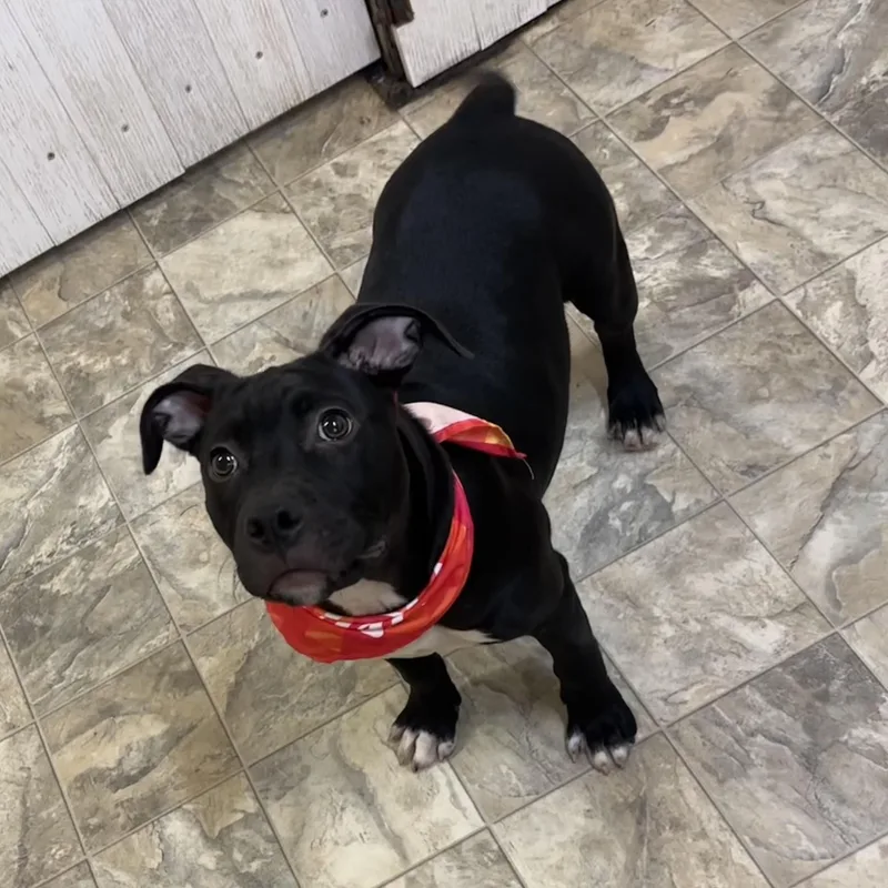 Miss Piggy thumbnail 2