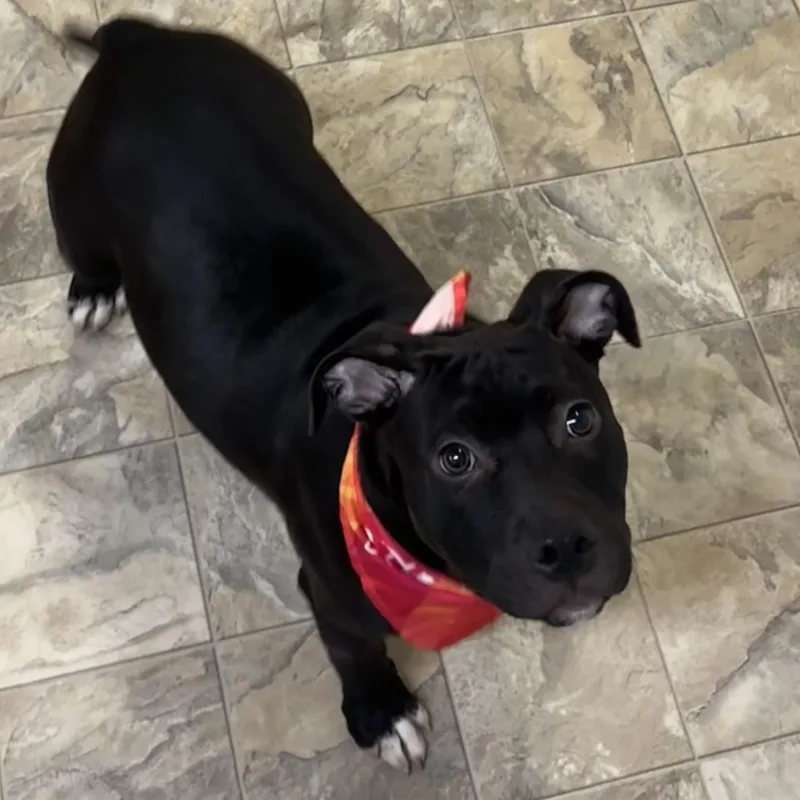 A young medium-sized female Black Terrier dog named Miss Piggy for adoption in Pilot Point, TX