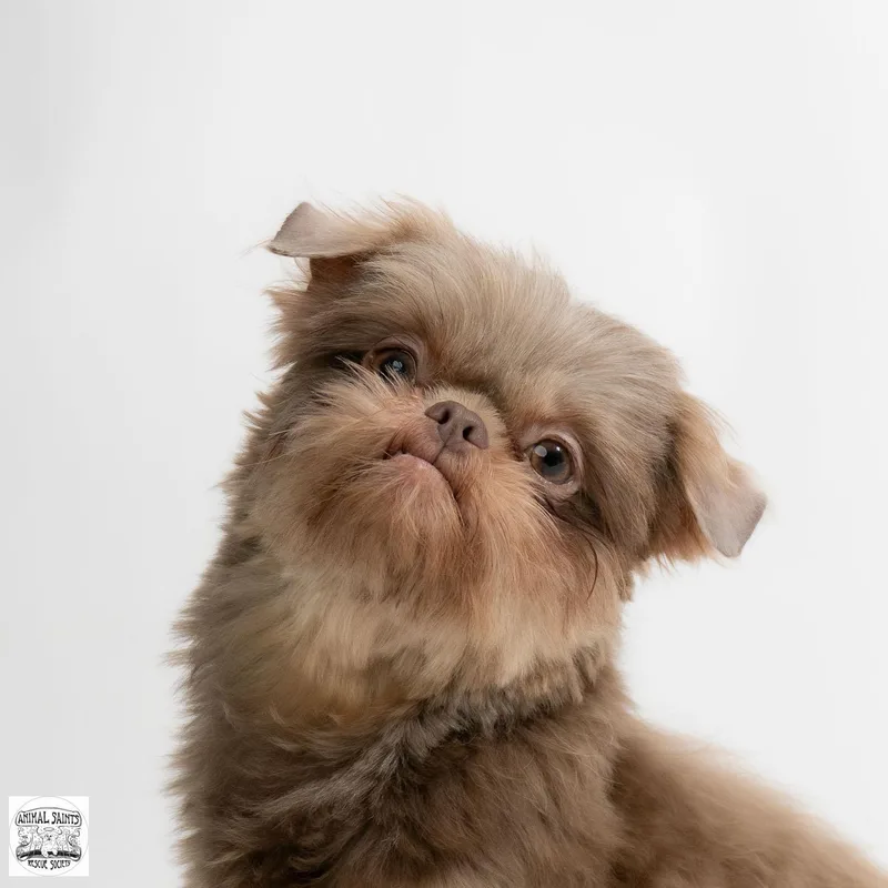 A young small-sized female Brown / Chocolate Shih Tzu dog named Jemma for adoption in Fort Montgomery, NY