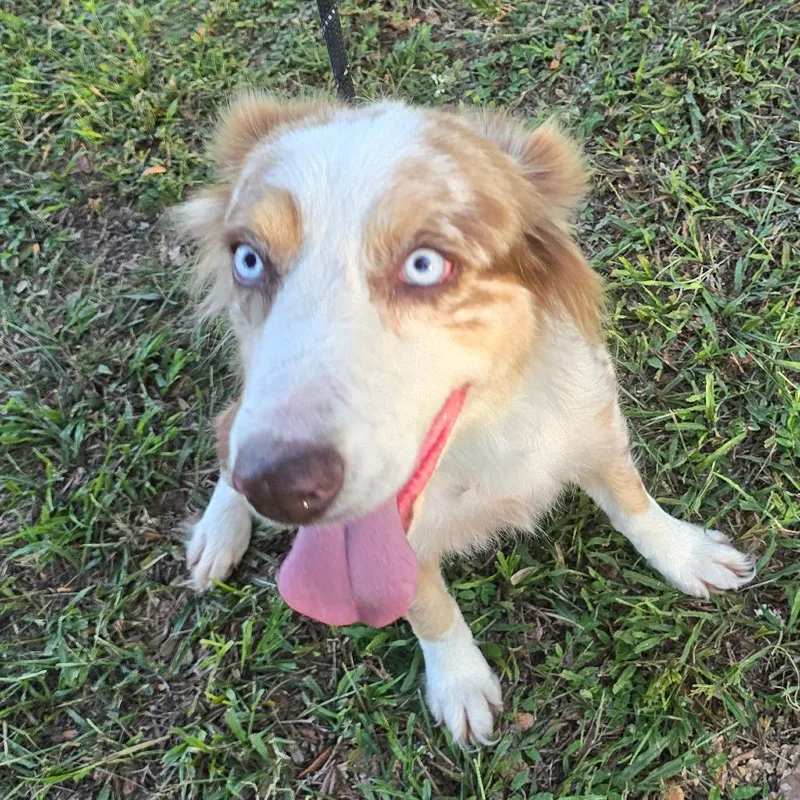 An adult medium-sized female Australian Shepherd dog named Bisbee for adoption in Williston, FL
