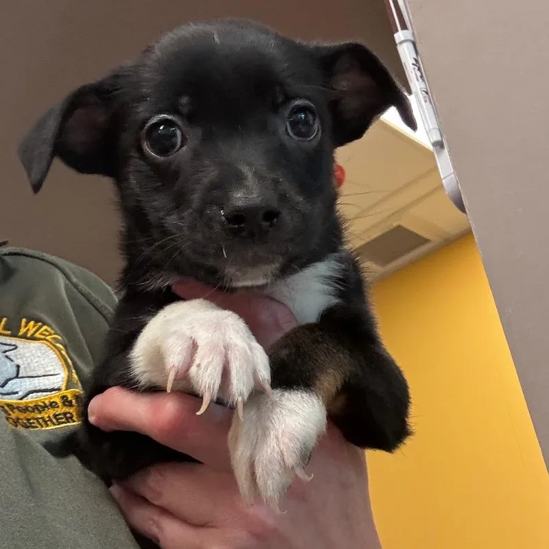 A baby small-sized female Jack Russell Terrier dog named Amber for adoption in Bend, OR