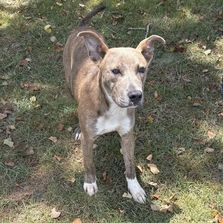 A baby medium-sized male Brindle Pit Bull Terrier dog named Madrid for adoption in Valdosta, GA