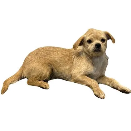 A young small-sized male Terrier dog named Ted for adoption in Red Bluff, CA