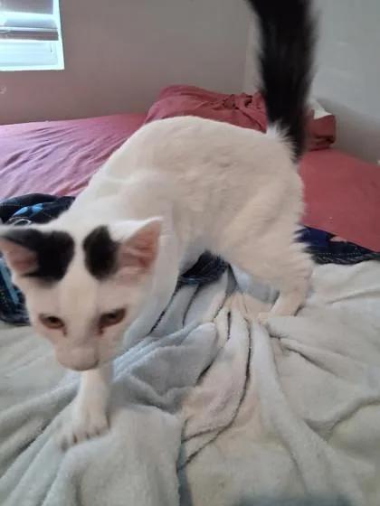 A young small-sized male Domestic Short Hair cat named Olive for adoption in Savannah, GA