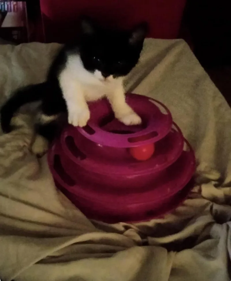 A baby medium-sized male Black & White / Tuxedo Domestic Short Hair cat named Batman for adoption in Herculaneum, MO