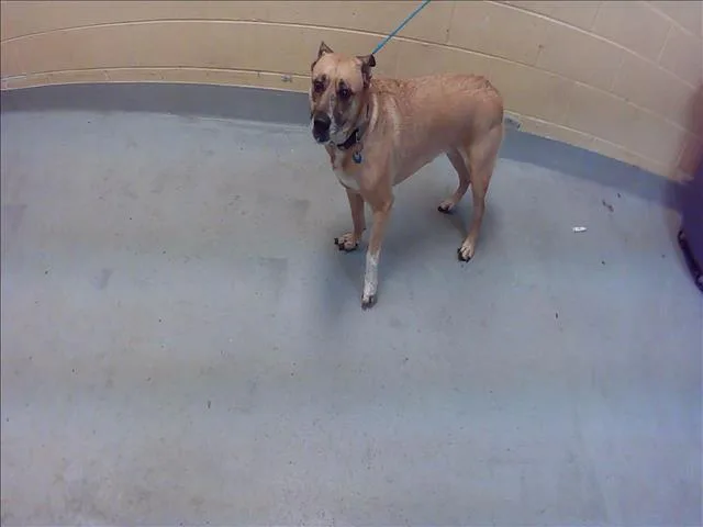 A senior large-sized female Belgian Shepherd / Malinois dog named Molly for adoption in Tulsa, OK