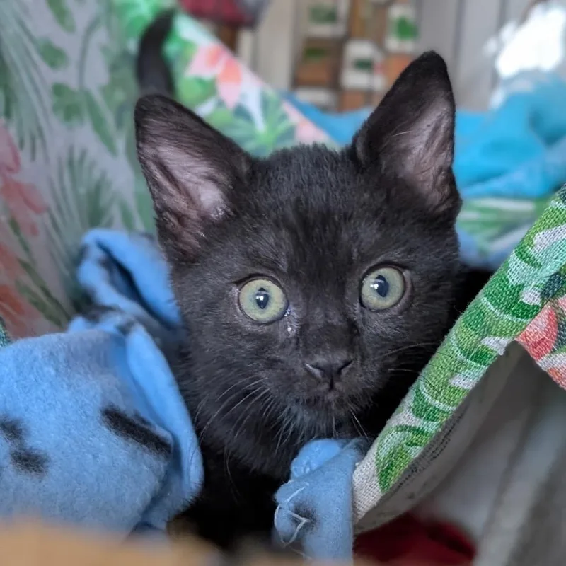 A baby small-sized female Black Domestic Short Hair cat named Ash for adoption in San Gabriel, CA
