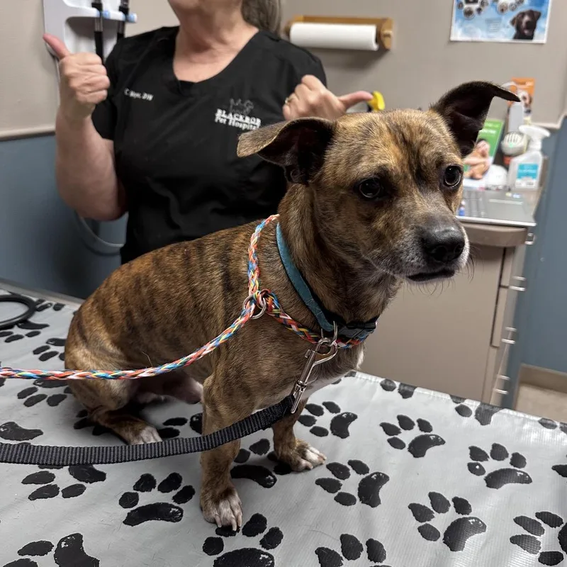 An adult small-sized male Brindle Boston Terrier dog named Oscar for adoption in Overland Park, KS