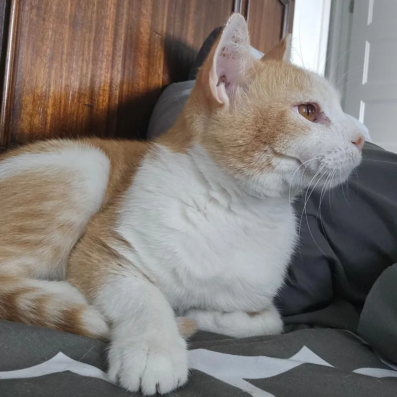 A young small-sized male Orange / Red Domestic Short Hair cat named Xander for adoption in Eagle Mountain, UT