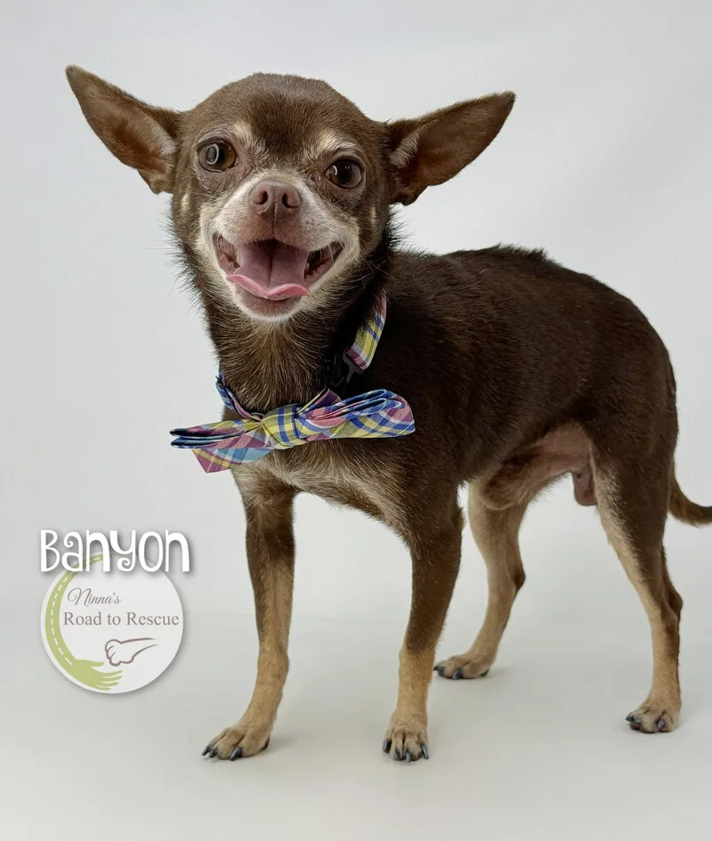 An adult small-sized male Chihuahua dog named Banyan for adoption in Benton, LA