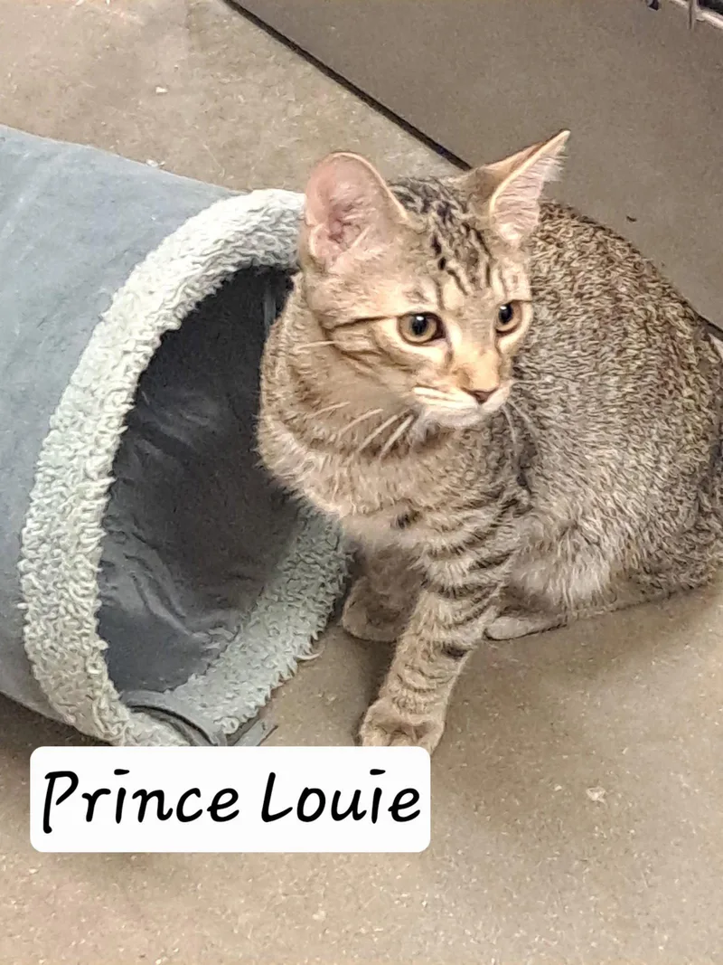 A young medium-sized male Tabby cat named Prince Louie for adoption in Greenville, DE